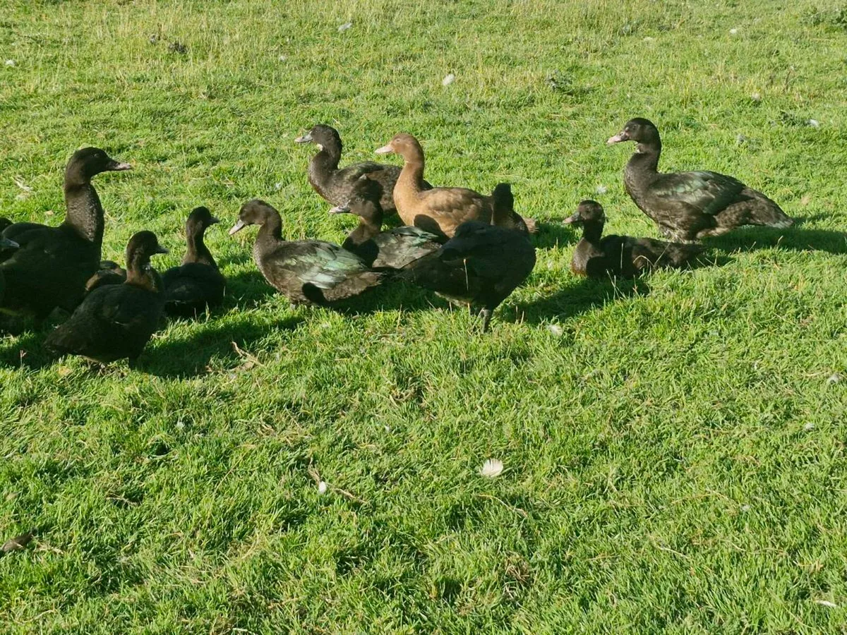 Muscovys & goslings - Image 4