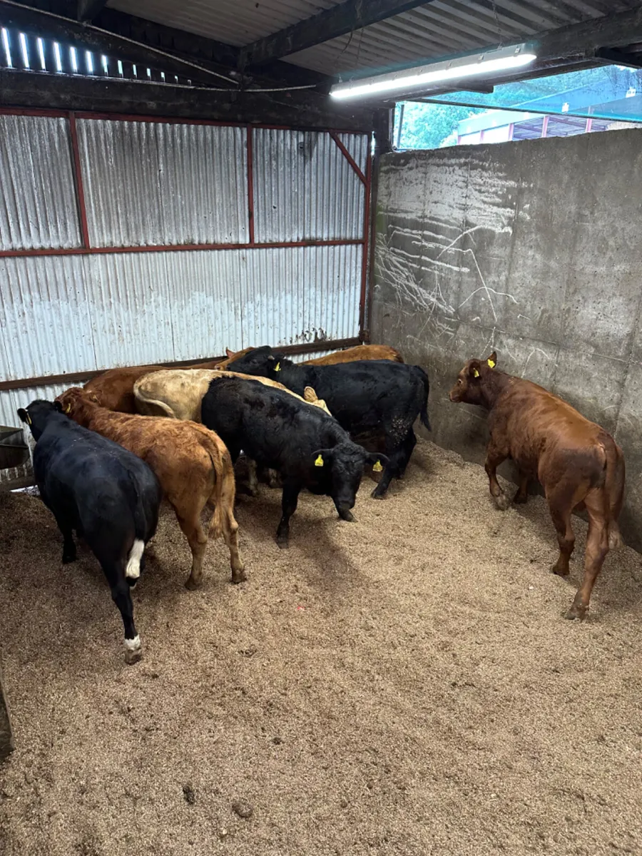 Lim and Charolais bullocks - Image 2