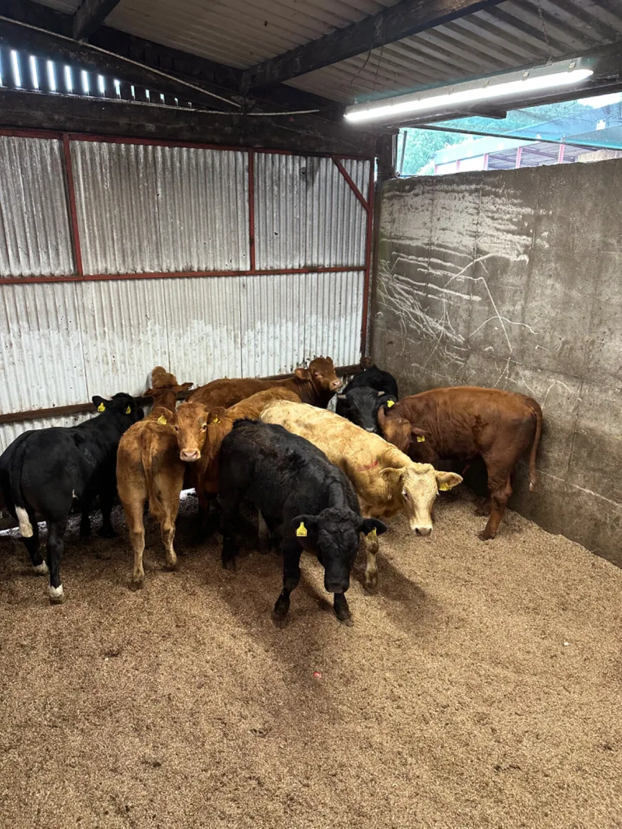 Lim and Charolais bullocks - Image 1