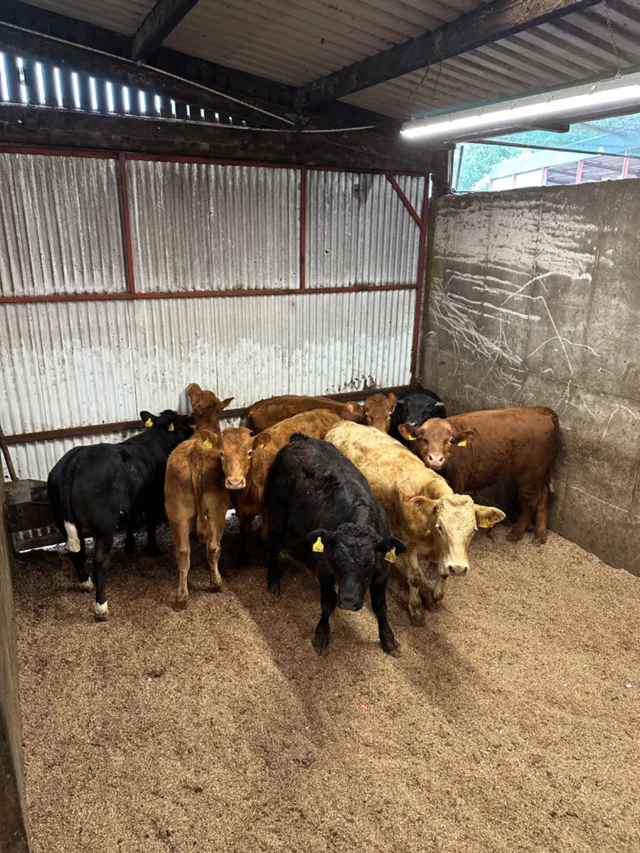 Lim and Charolais bullocks - Image 3