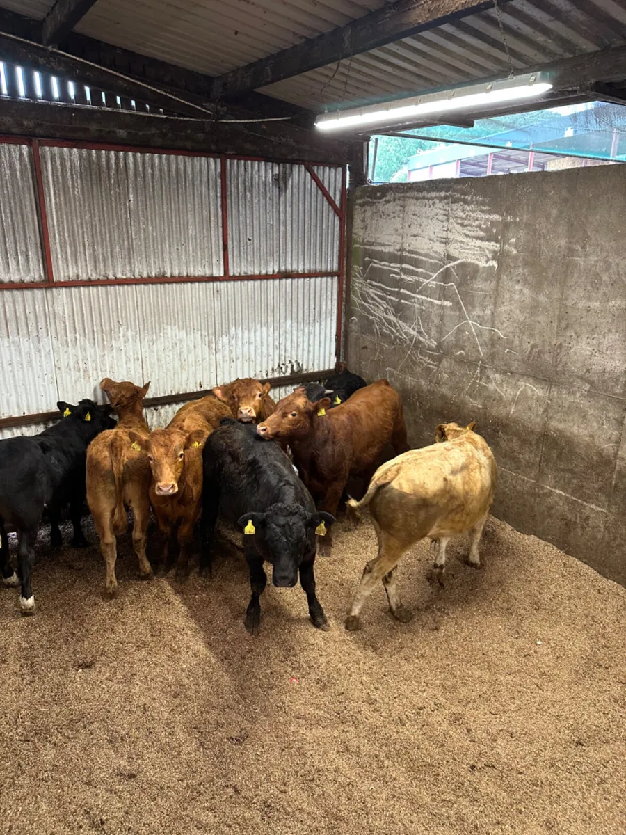 Lim and Charolais bullocks - Image 4