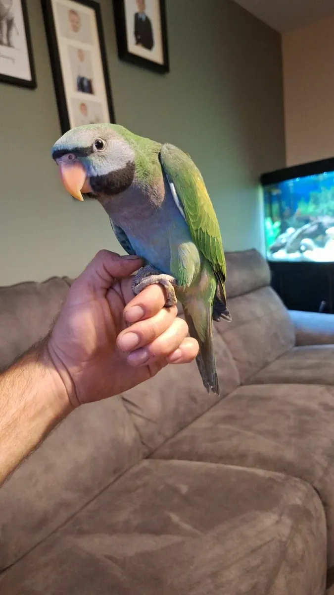 Handrared darbyan parakeets - Image 1