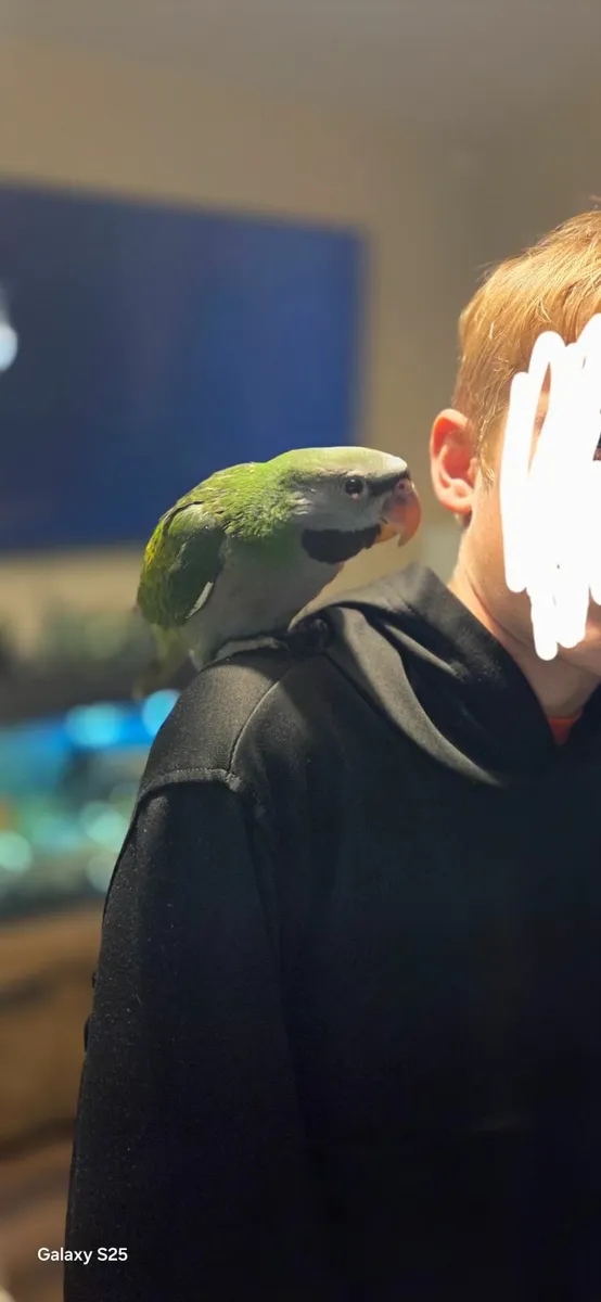 Handrared darbyan parakeets - Image 2