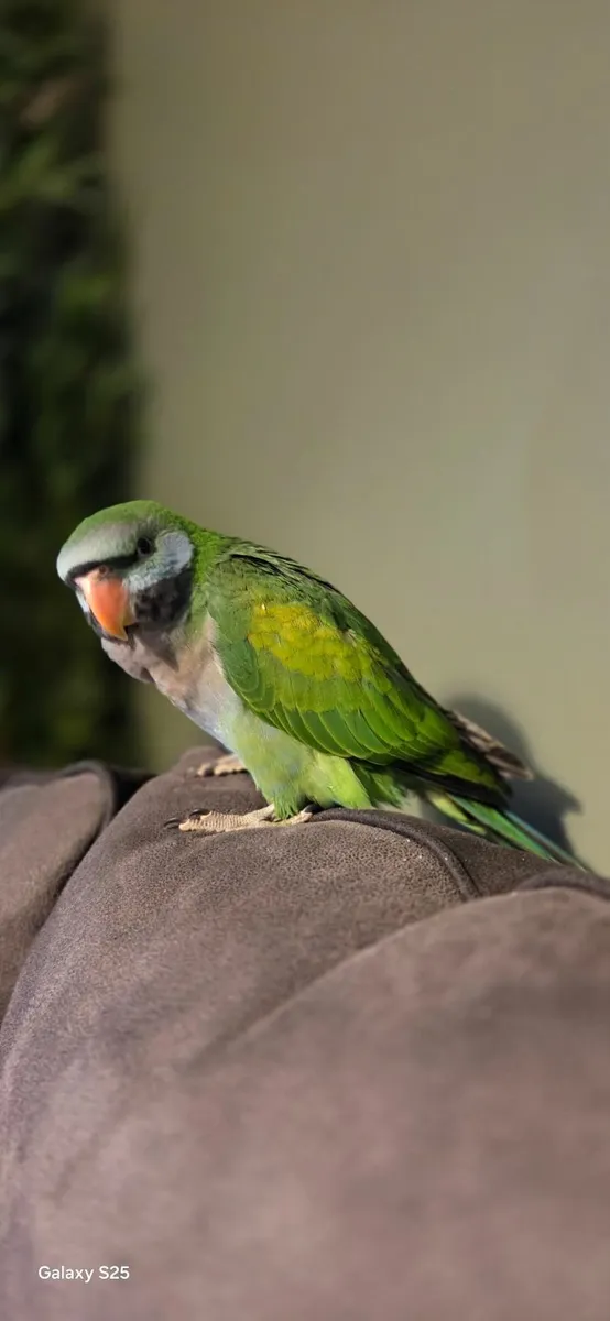 Handrared darbyan parakeets - Image 3