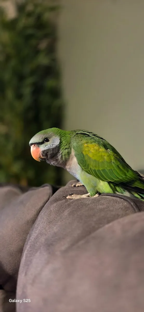 Handrared darbyan parakeets - Image 4