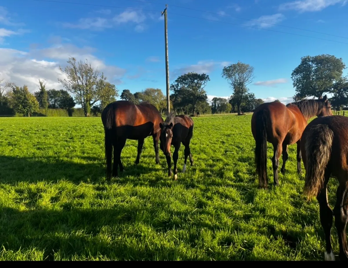 Recipient Mares For Sale - Image 2