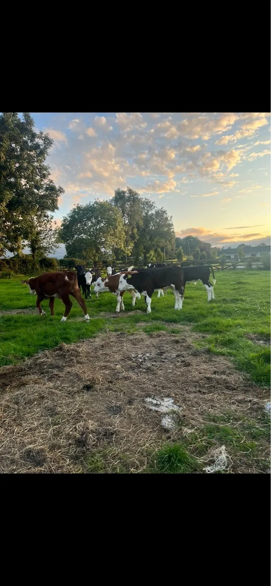 10 top quality Hereford bulls - Image 1