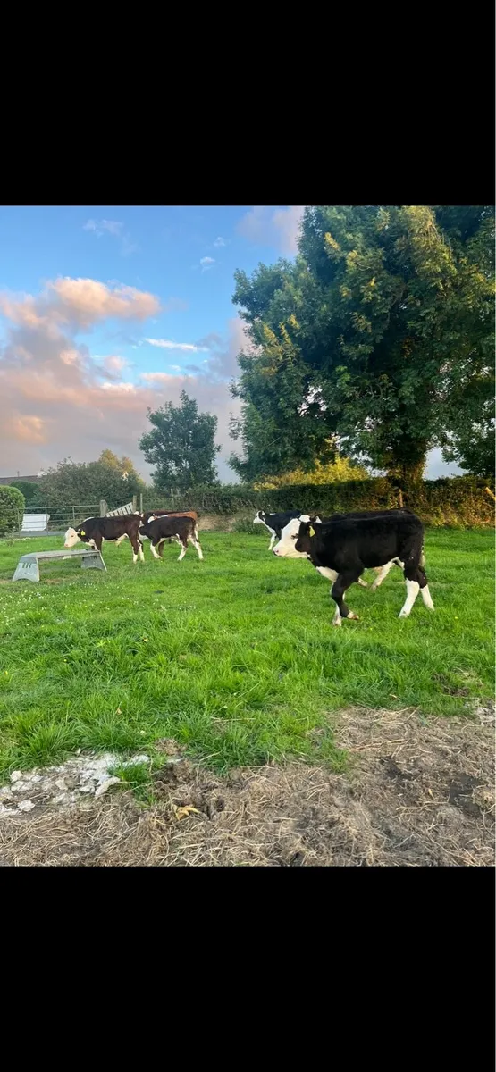 10 top quality Hereford bulls - Image 2