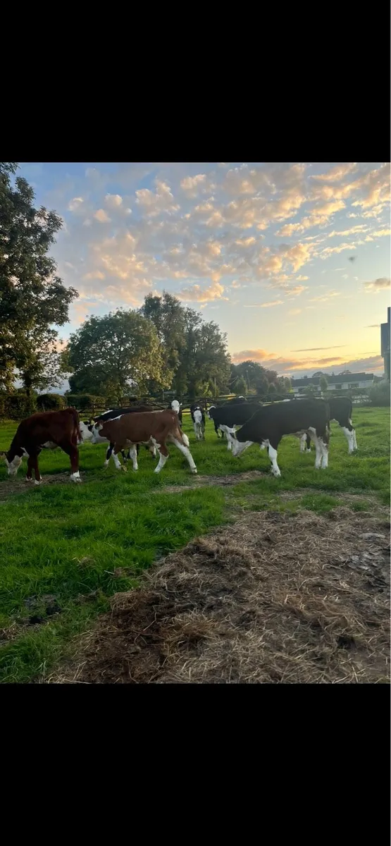 10 top quality Hereford bulls - Image 3