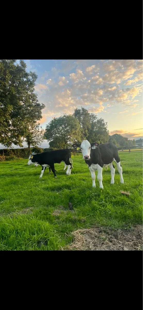 10 top quality Hereford bulls - Image 4
