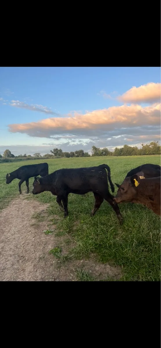 10 smashing Angus runners - Image 2