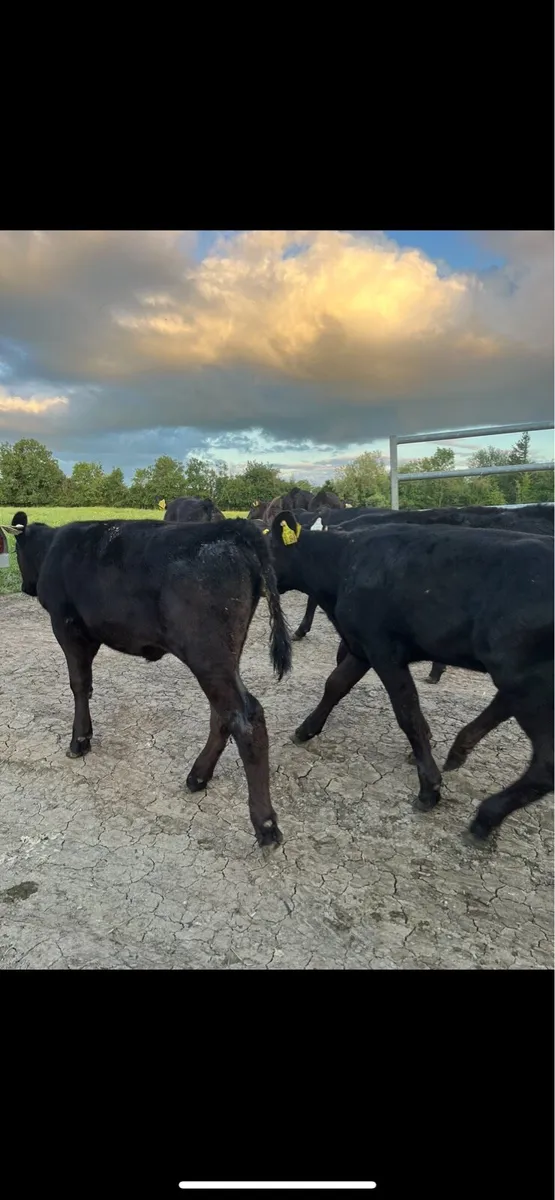 10 smashing Angus runners - Image 3