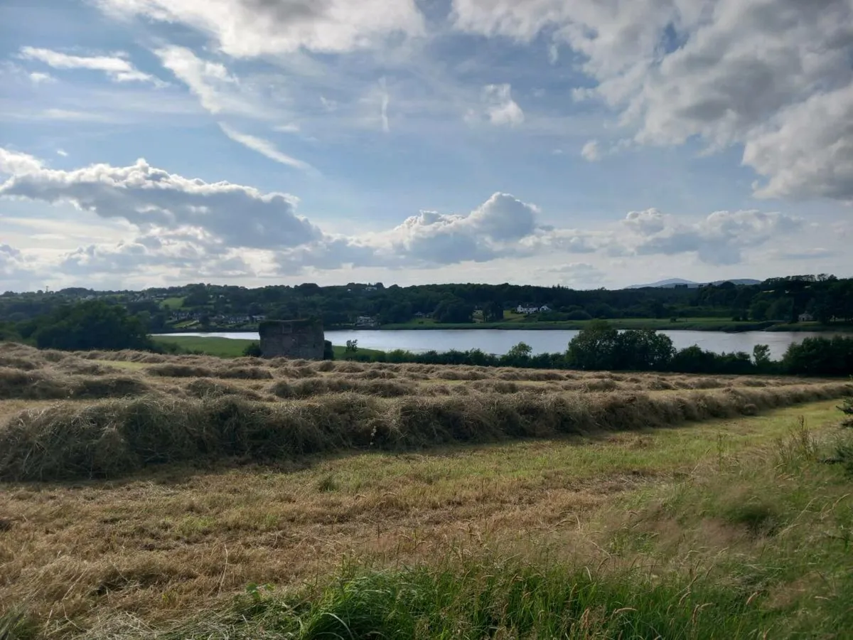 Good Quality Hay - Image 2