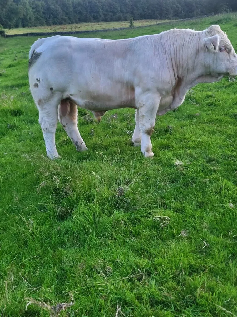 Bull - Image 1