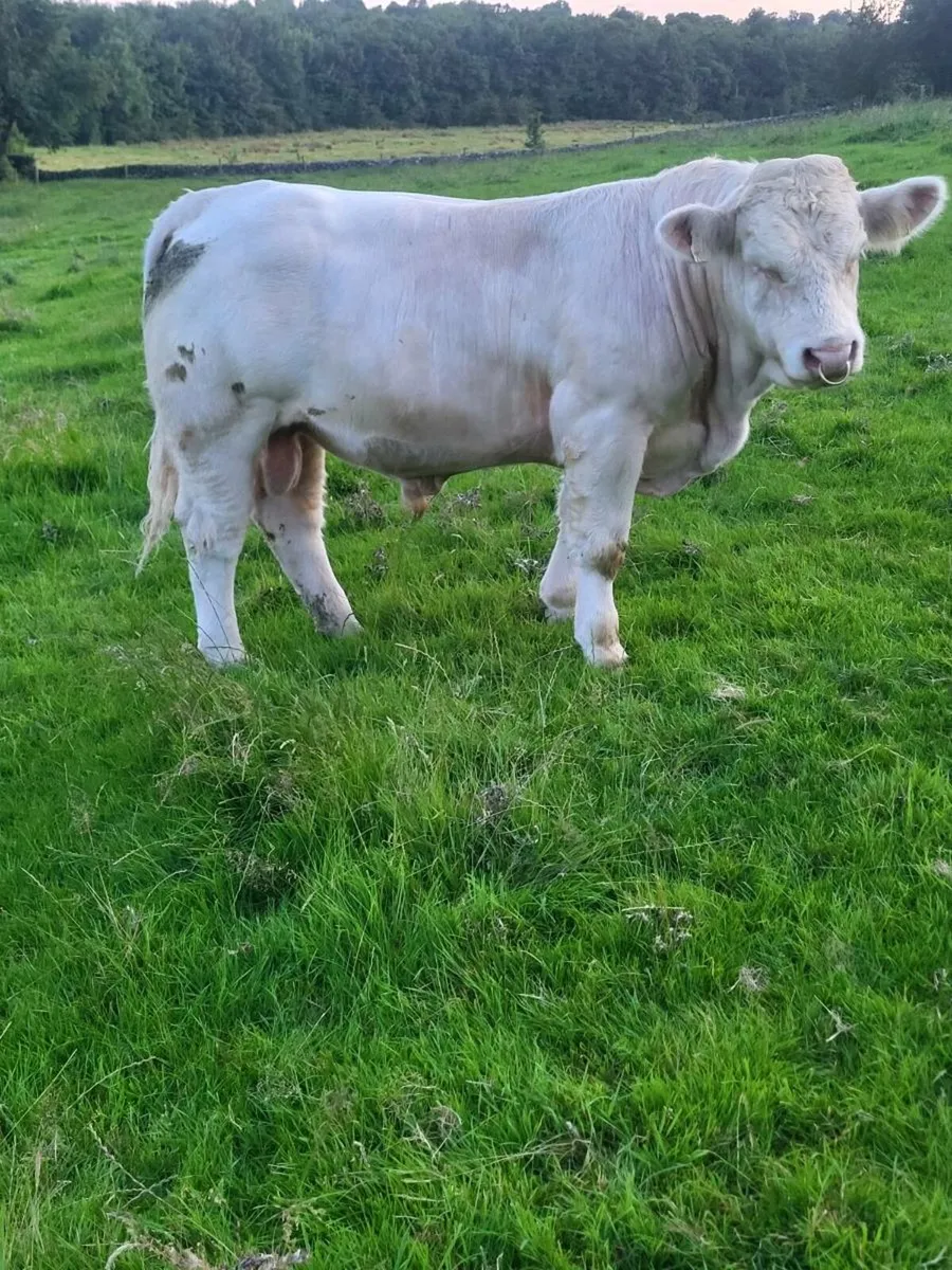 Bull - Image 2