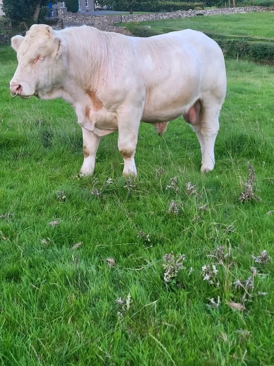 Bull - Image 3