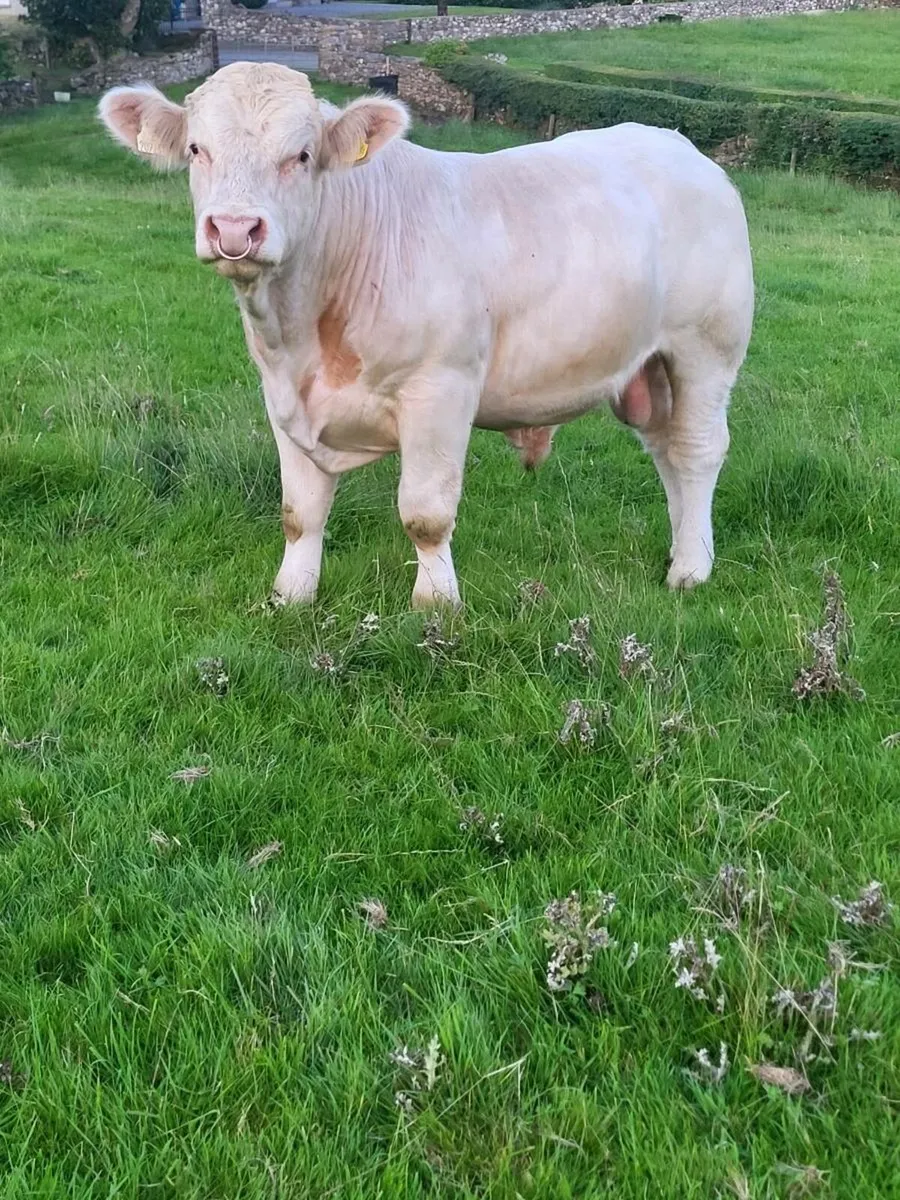 Bull - Image 4
