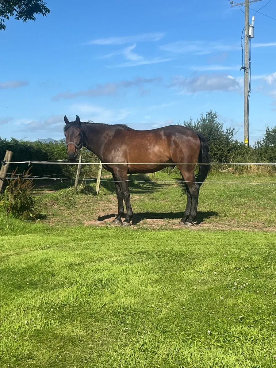 Sportshorse - Image 1