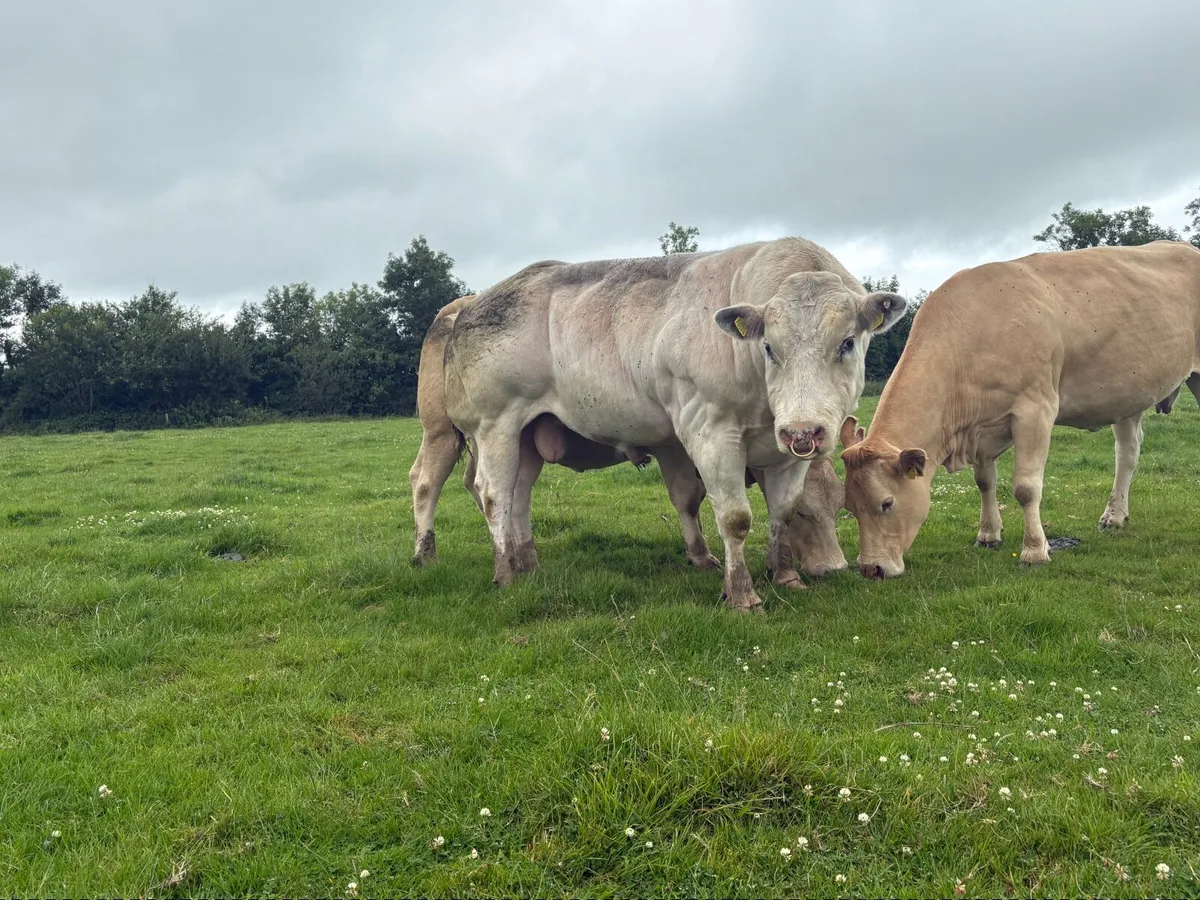 Belgian Blue Bull - Image 1