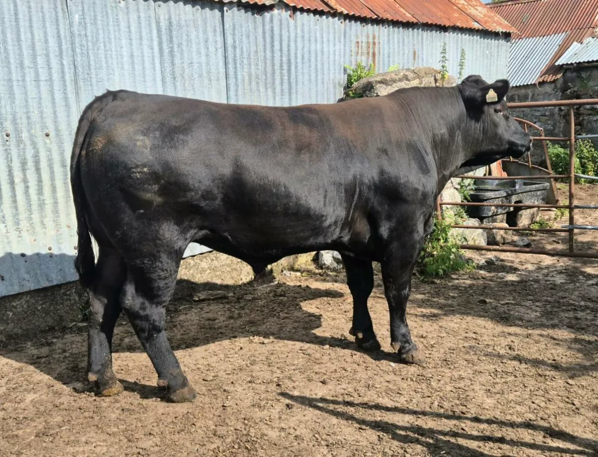 Pedigree Angus Bull - Image 1
