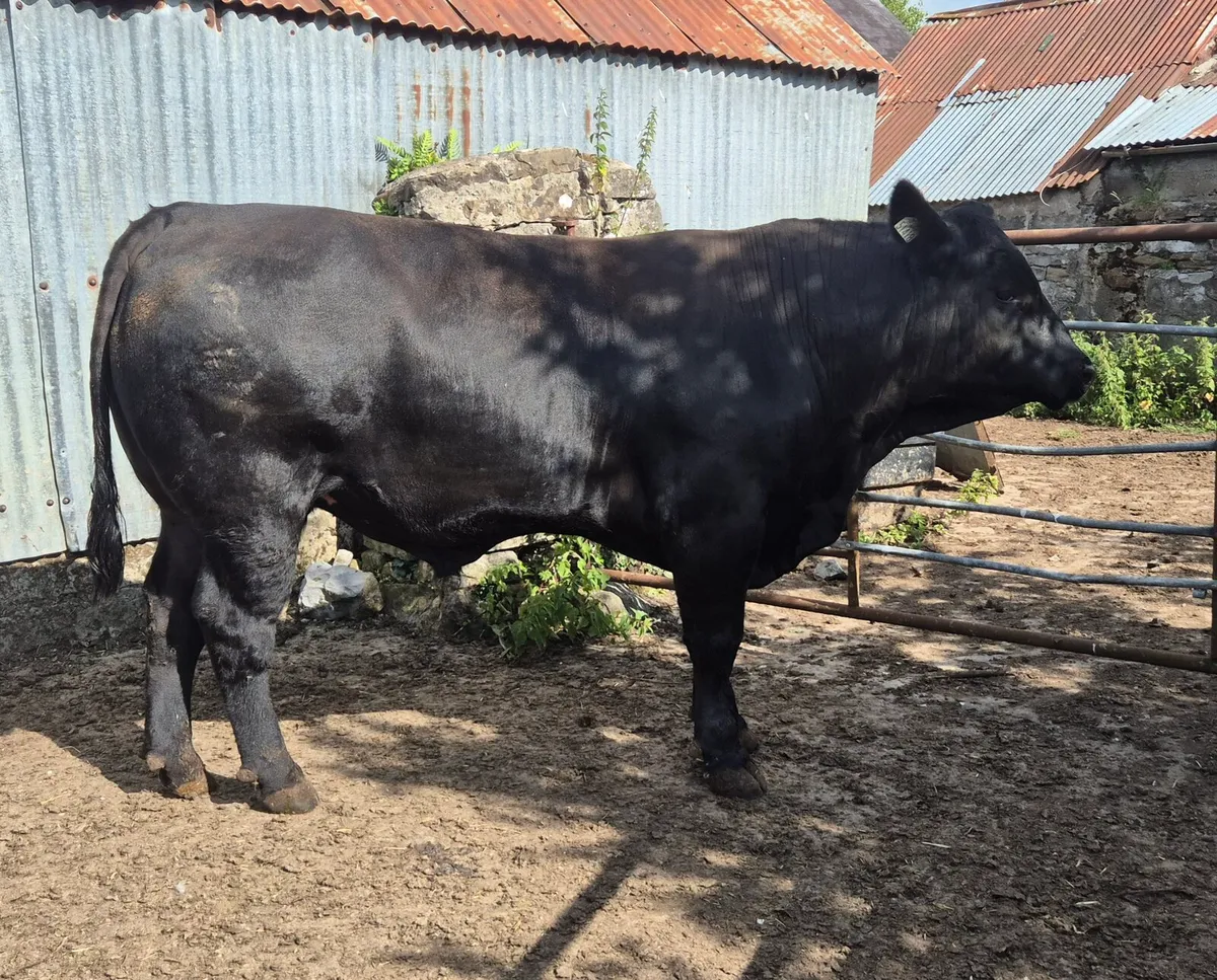 Pedigree Angus Bull - Image 2