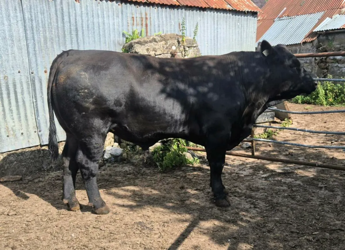 Pedigree Angus Bull - Image 3