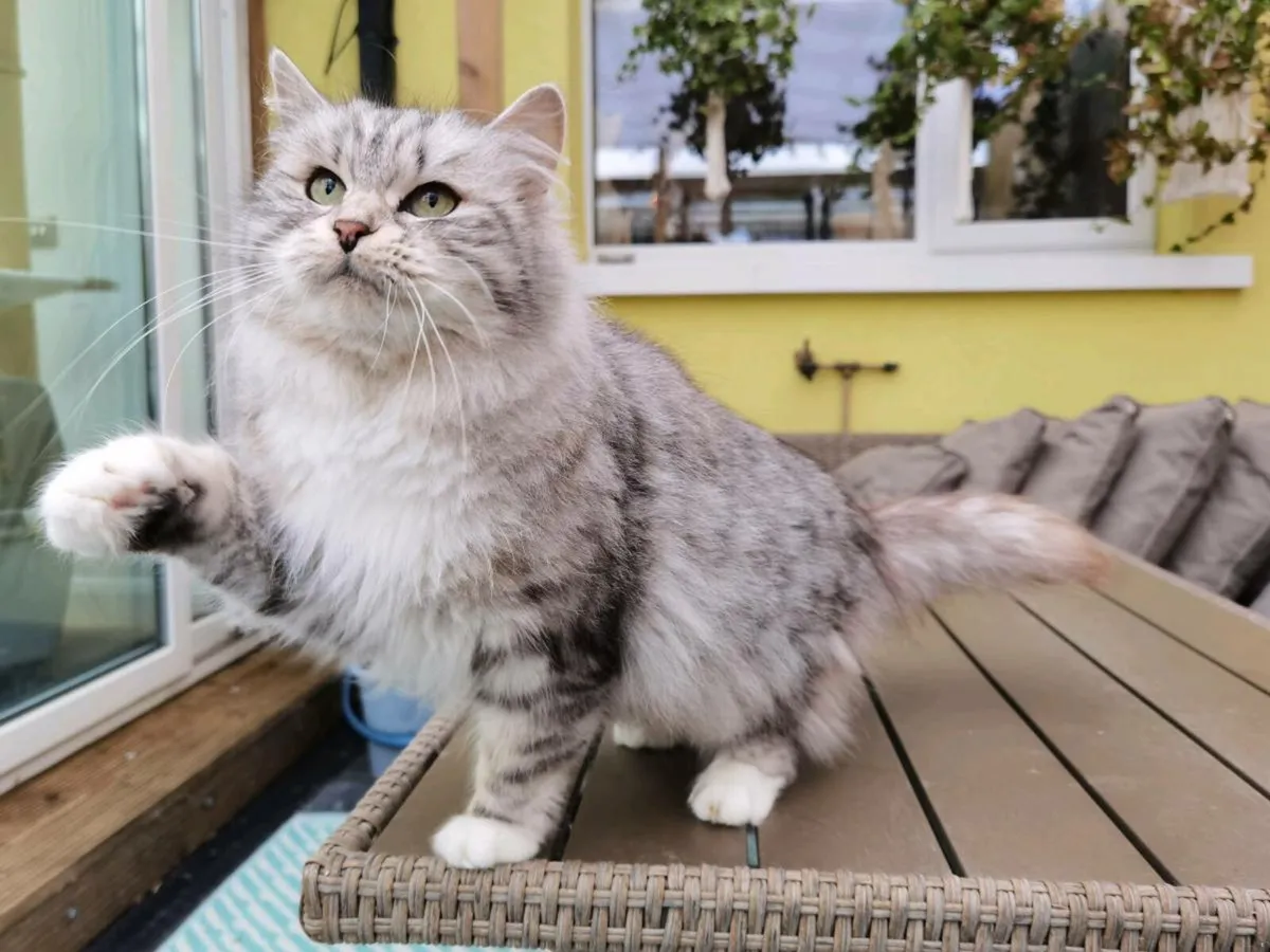 TICA registered Siberian girl 3yo - Image 1