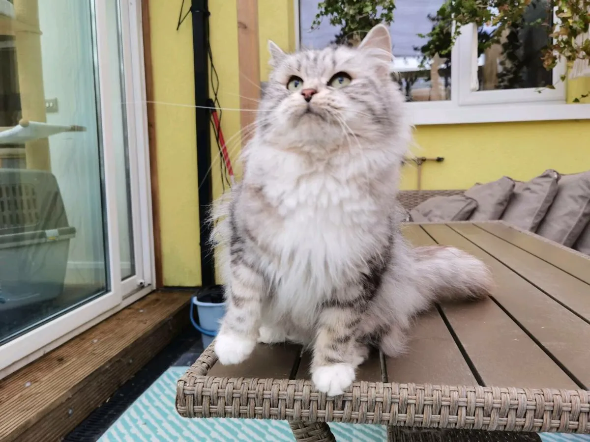 TICA registered Siberian girl 3yo - Image 2