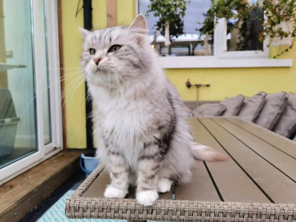 TICA registered Siberian girl 3yo - Image 3