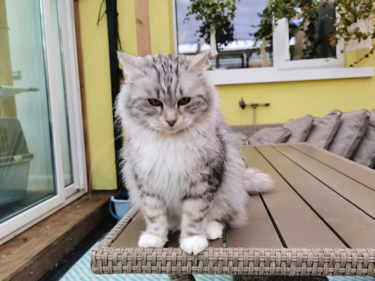 TICA registered Siberian girl 3yo - Image 4