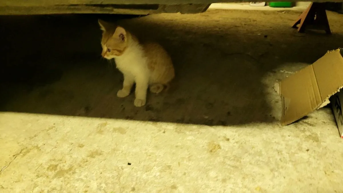 Kitten - Image 3