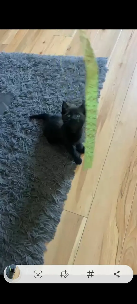 Kitten - Image 2