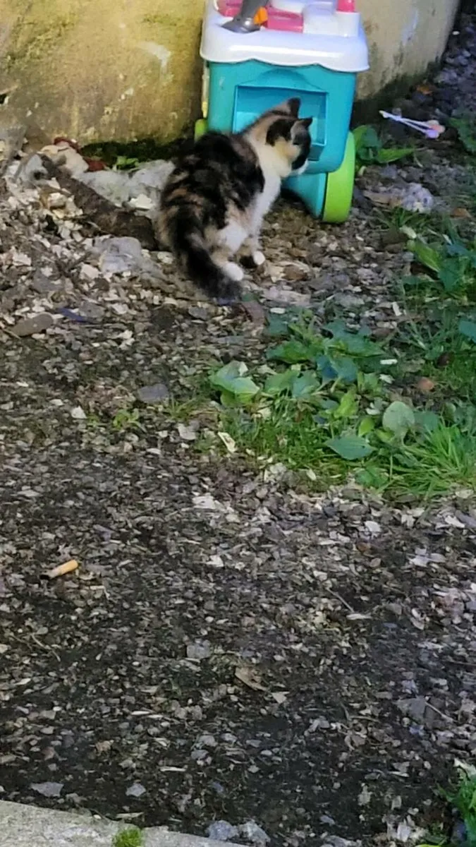 Kitten - Image 4