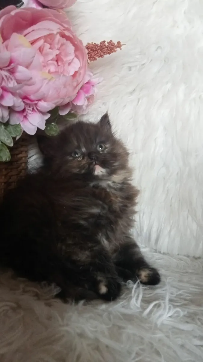 Superb Persian X kitten - Image 1
