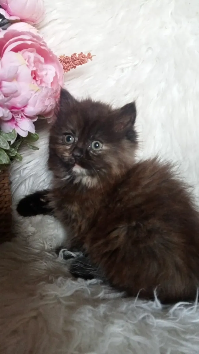 Superb Persian X kitten - Image 3