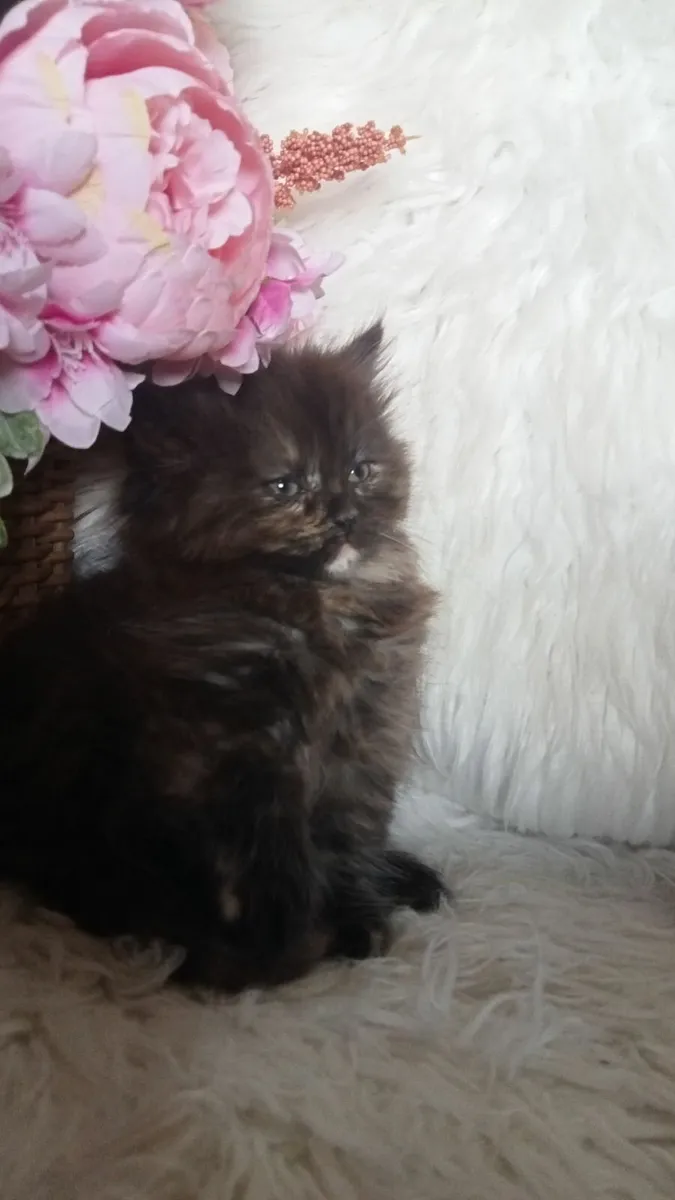 Superb Persian X kitten - Image 4
