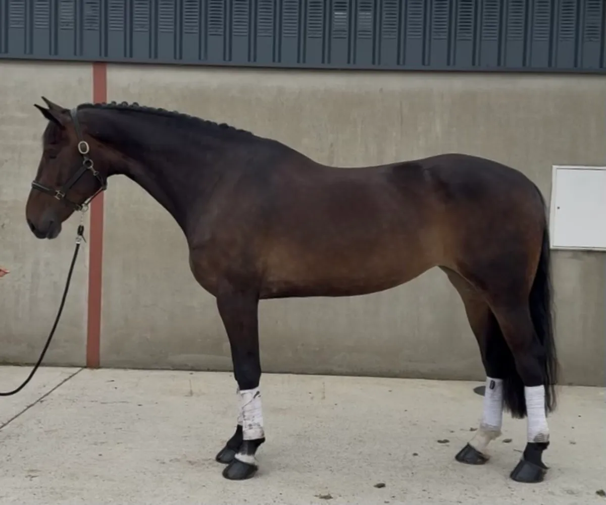 17h 5 year old ISH (TIH) mare - Image 1