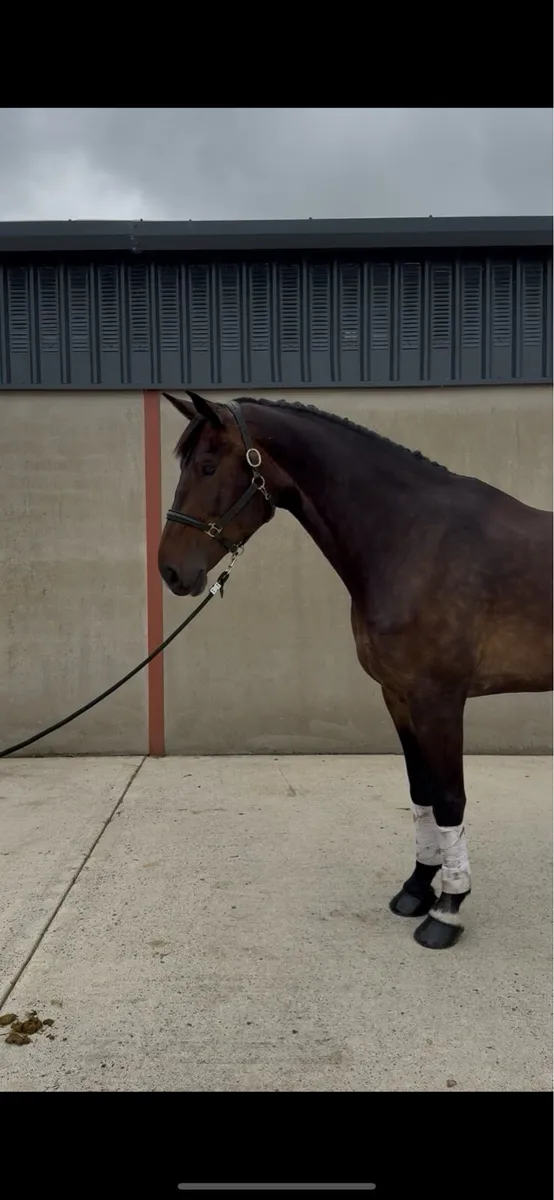 17h 5 year old ISH (TIH) mare - Image 2