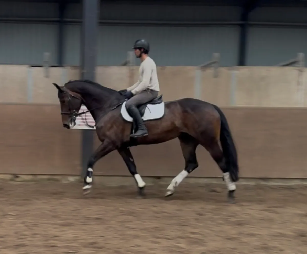 17h 5 year old ISH (TIH) mare - Image 3