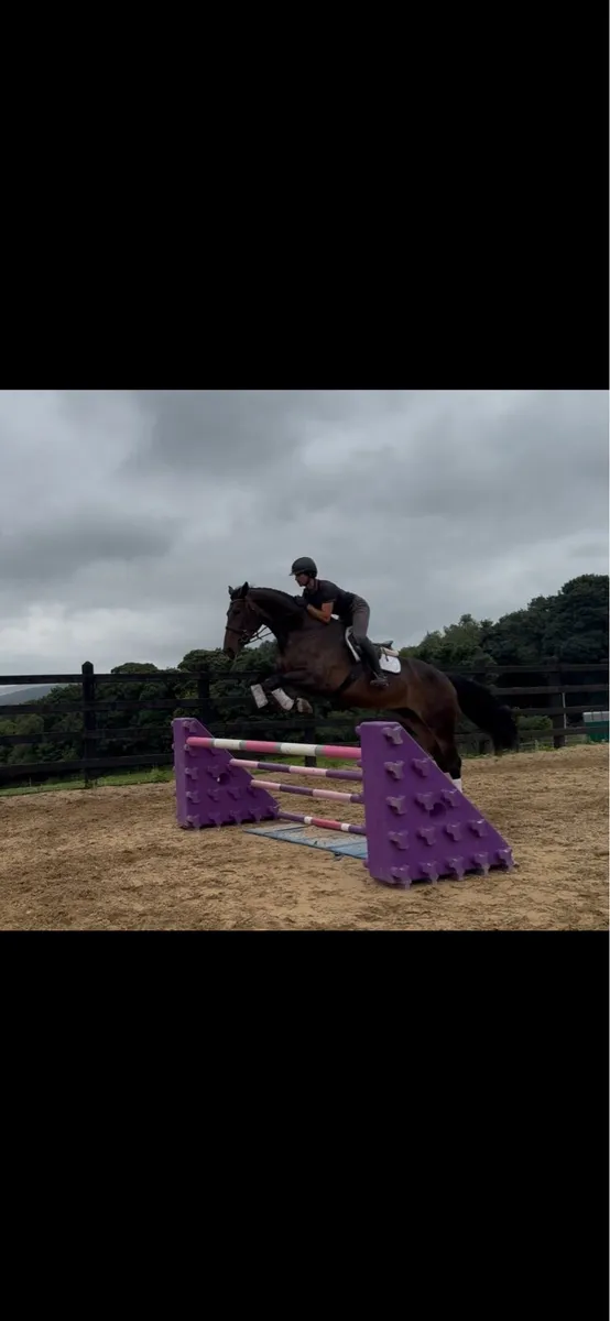 17h 5 year old ISH (TIH) mare - Image 4