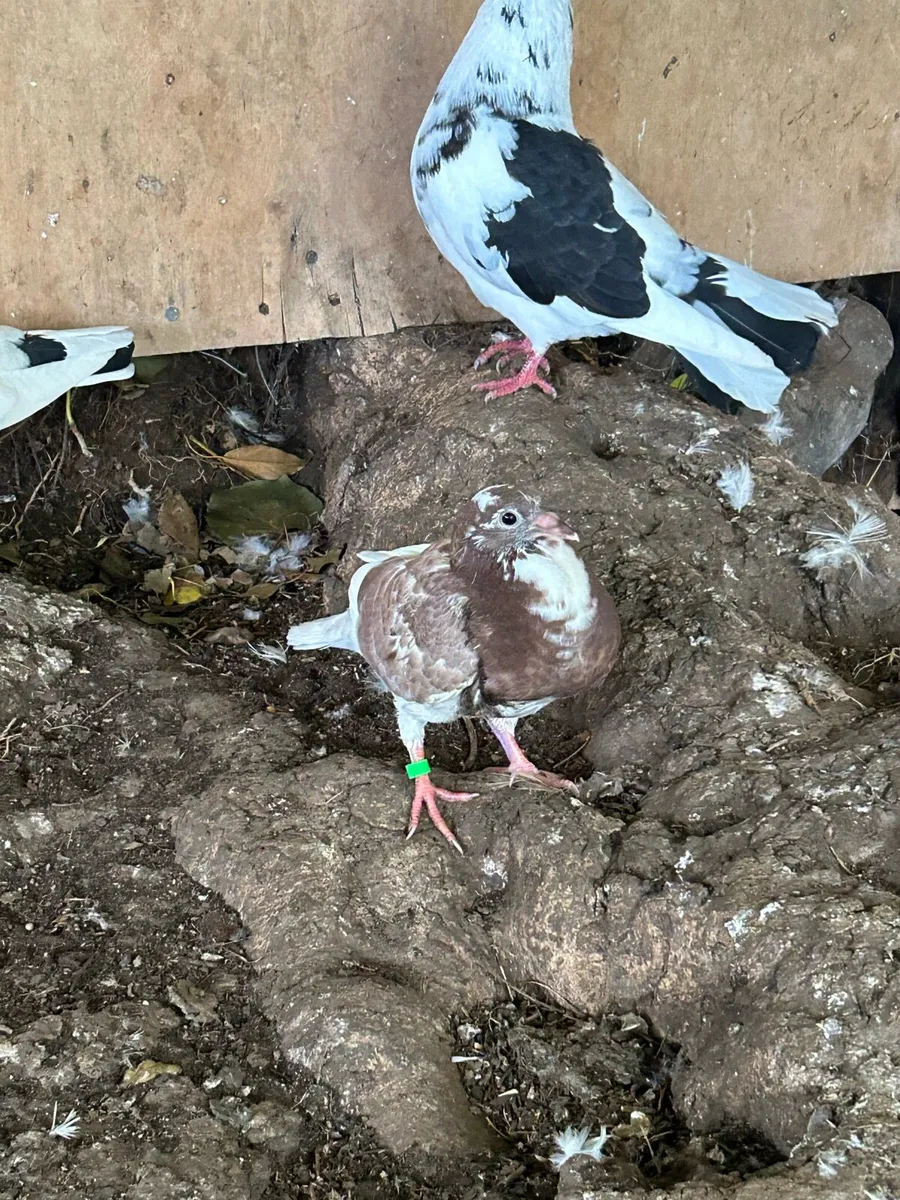 Pigeon x doves - Image 1