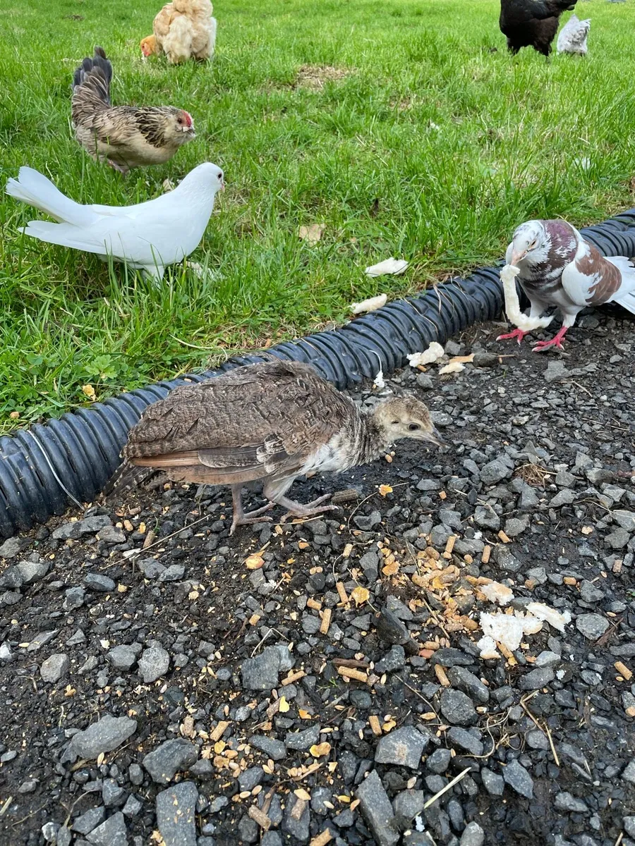 Pigeon x doves - Image 4