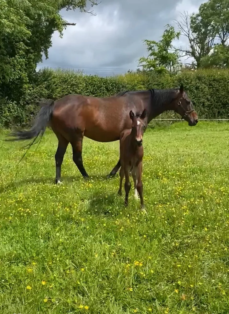 Recipient Mares For Sale - Image 1