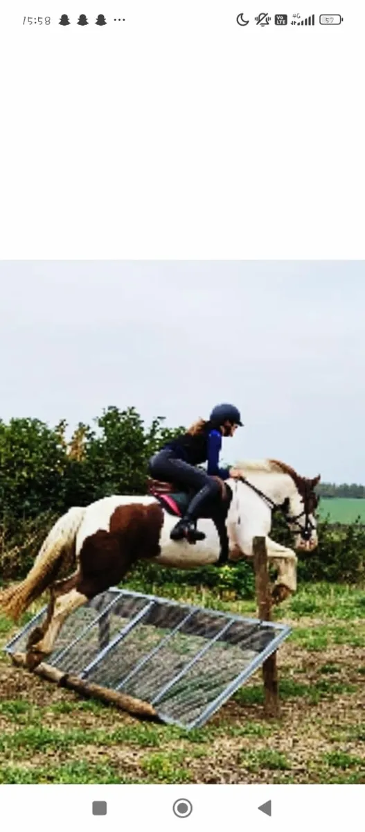 Pony Club Allrounder - Image 1