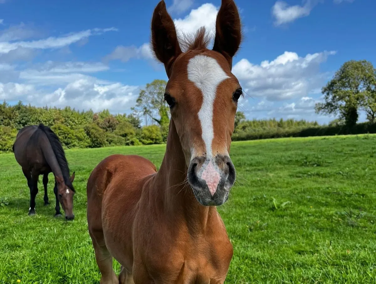 Recipient Mares For Sale - Image 4