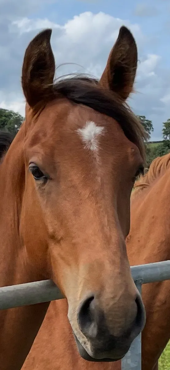 ISH 2 year old bay gelding - Image 1