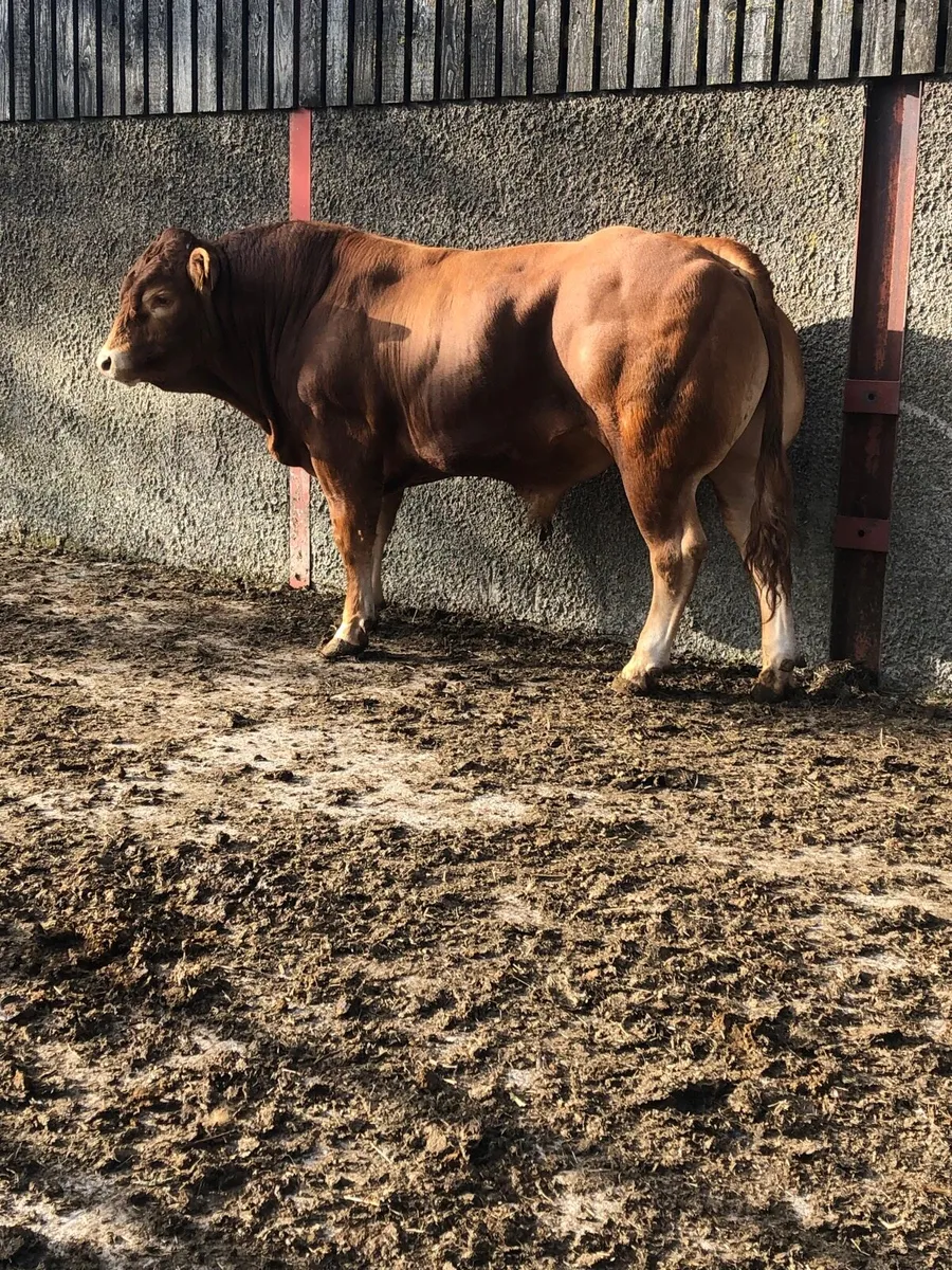 Limousin bulls - Image 1