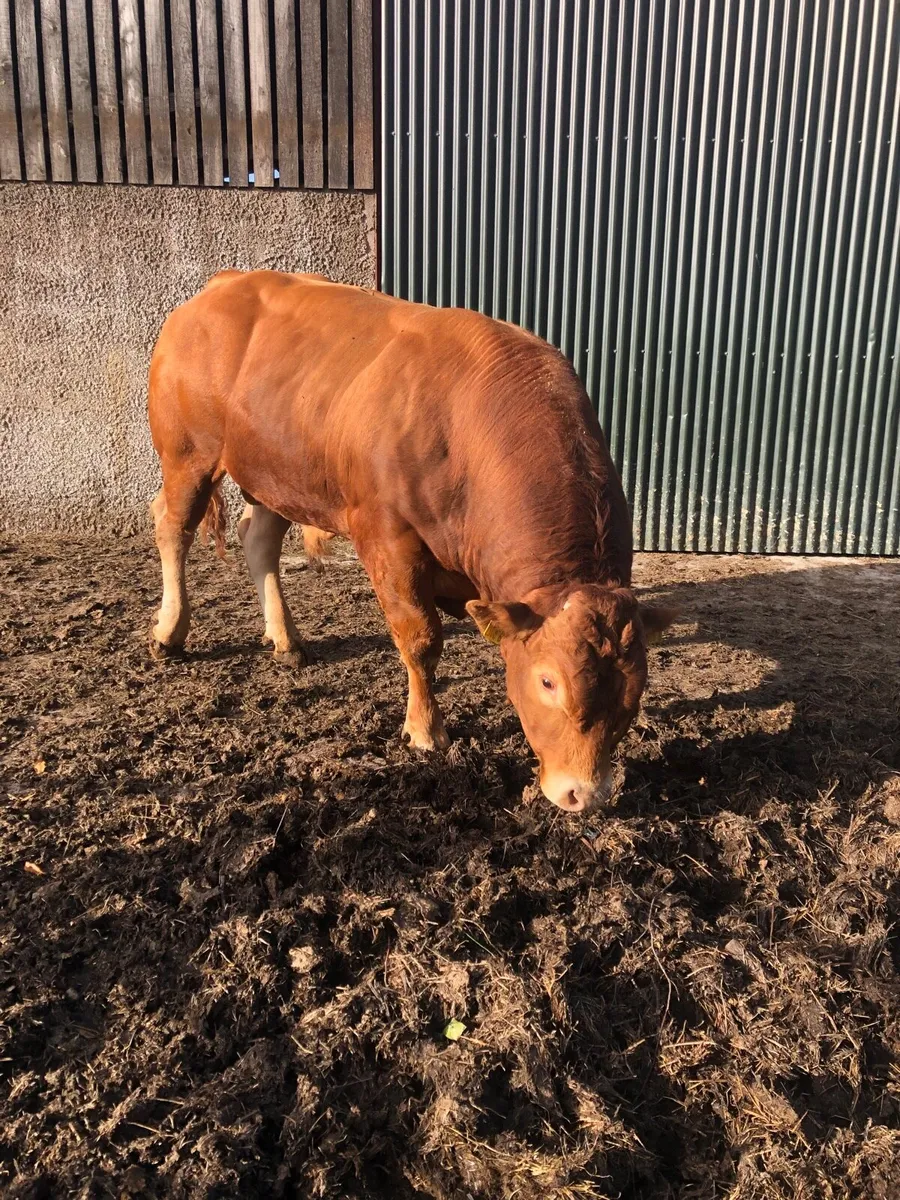 Limousin bulls - Image 2