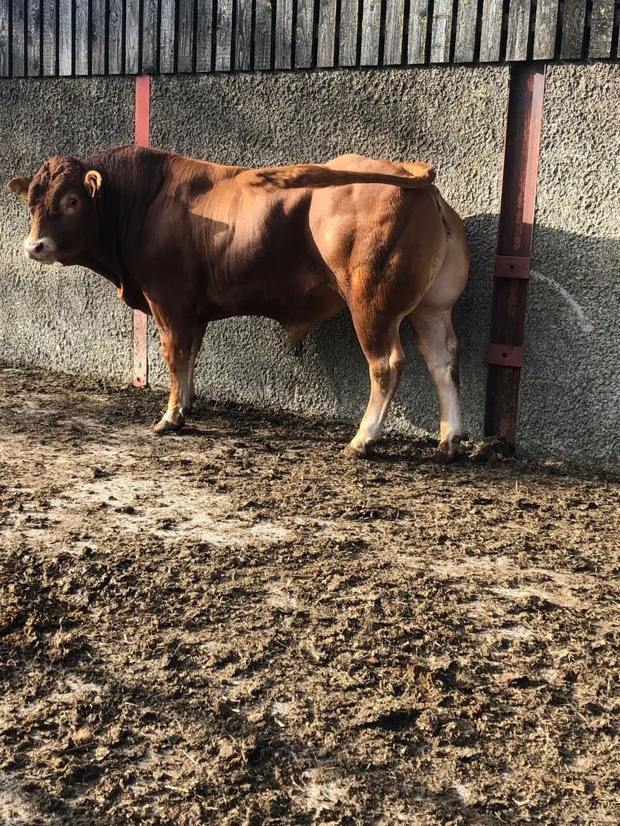 Limousin bulls - Image 3