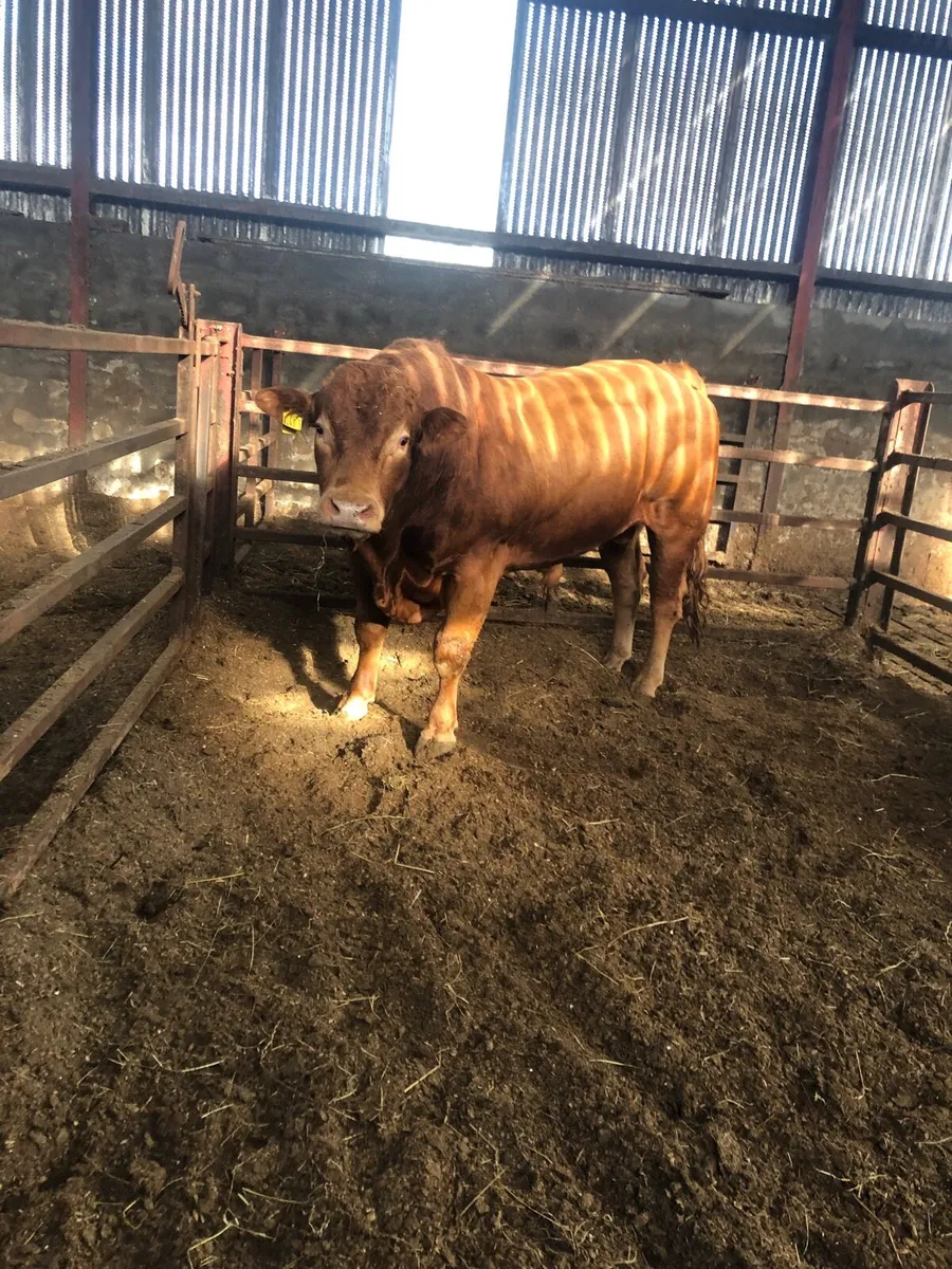 Limousin bulls - Image 4